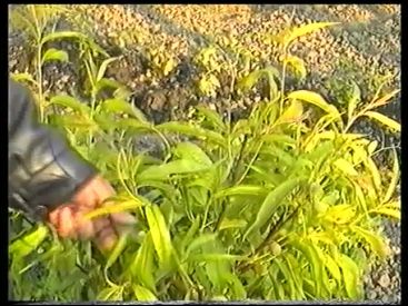 Kertészkedő